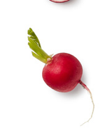 Radish